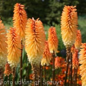 Kniphofia 'Tawny King'. <br/>Raketblomst