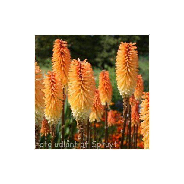 Kniphofia 'Tawny King'. <br/>Raketblomst