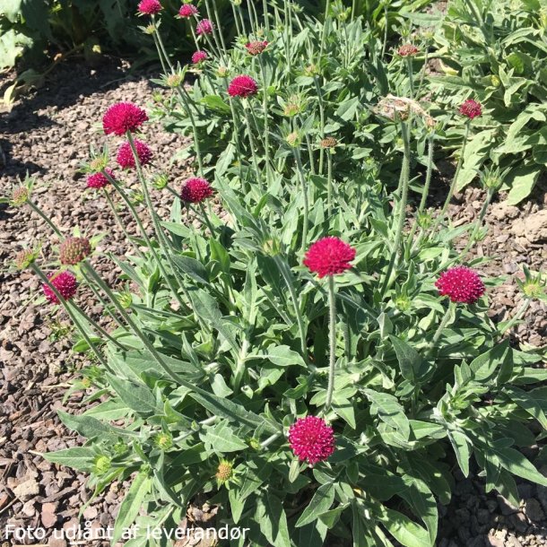 Knautia macedonica 'Green Lightning'. <br/>Blhat