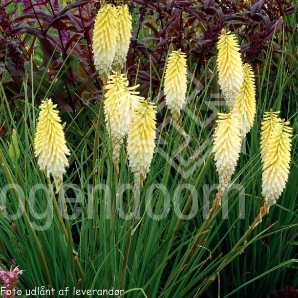 Kniphofia 'Pineapple Popsicle'.<br/> Raketblomst