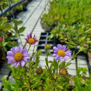 Kalimeris mongolica 'Antonia'. <br/>Japansk asters.