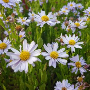 Kalimeris incisa 'Blue Star'. <br/>Japansk asters.