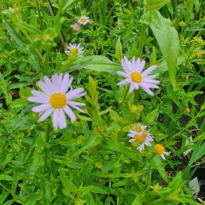 Kalimeris incisa 'Charlotte'. <br/>Japansk asters.