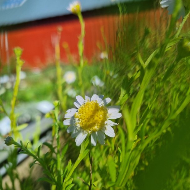 Kalimeris pinnatifida 'Hortensis'. <br/>Japansk asters.