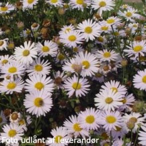 Kalimeris incisa 'Madiva'. <br/>Japansk asters.