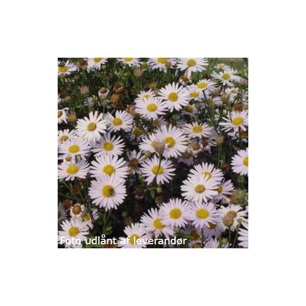Kalimeris incisa 'Madiva'. <br/>Japansk asters.