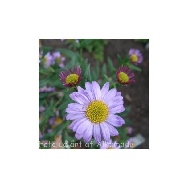 Kalimeris mongolica 'Antonia'. <br/>Japansk asters.