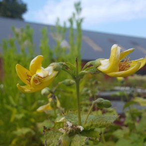 Kirengeshoma koreana. <br/>M�nestr�le