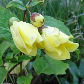 Kirengeshoma palmata. <br/>Mnestrle