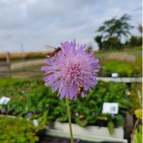 Knautia arvensis. <br/>Blhat