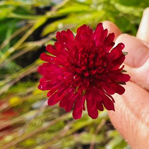 Knautia macedonica. <br/>Blhat