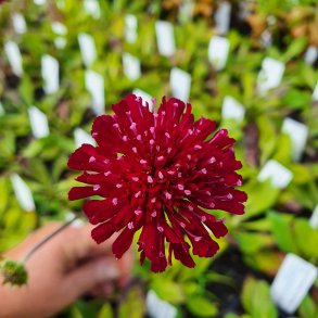 Knautia macedonica 'Mars Midget'. <br/>Bl�hat