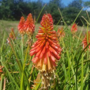 Kniphofia 'Papaya Popsicle'. <br/>Raketblomst