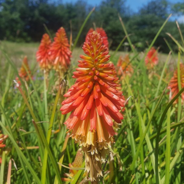 Kniphofia 'Papaya Popsicle'. <br/>Raketblomst
