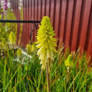 Kniphofia POCO CITRON.<br/> Raketblomst