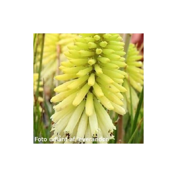 Kniphofia POCO CITRON.<br/> Raketblomst