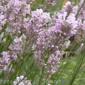 Lavandula angustifolia 'Hidcote Pink'. <br/>Lavendel