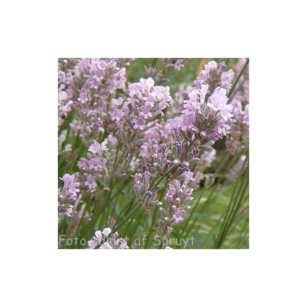 Lavandula angustifolia 'Hidcote Pink'. <br/>Lavendel