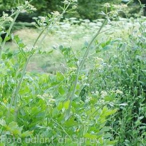 Levisticum officinale. <br/>L�vstikke