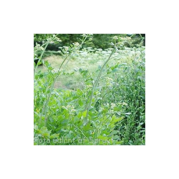 Levisticum officinale. <br/>L�vstikke