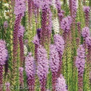 Liatris spicata. <br/>Pragtsk�r