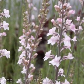 Linaria purpurea 'Canon Went'. <br/>Torskemund