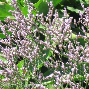 Limonium platyphyllum. <br/>Hindeb�ger