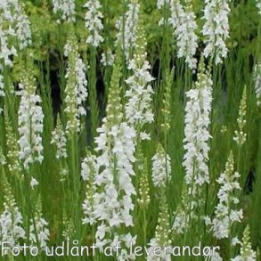 Linaria purpurea 'Springside White'. <br/>Torskemund