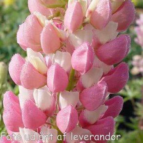 Lupinus 'Gallery Pink'.<br/> Lupin