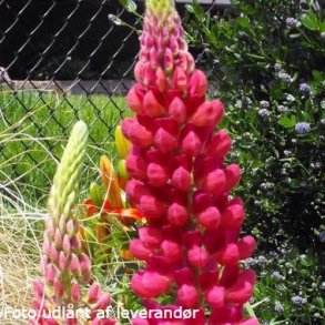 Lupinus 'Gallery Red'.<br/> Lupin