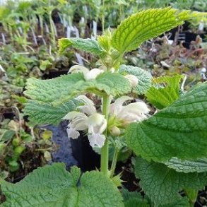 Lamium orvala 'Album'.  <br/>Kmpe dvnlde