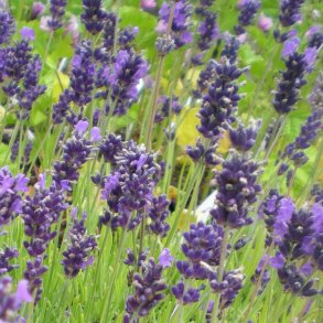 Lavandula angustifolia 'Hidcote'. <br/>Lavendel