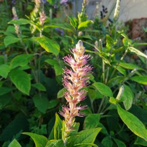 Leucosceptrum stellipilum tosaense. <br/>