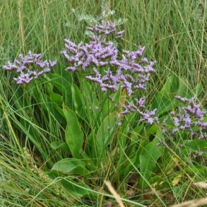 Limonium vulgare. <br/>T�tblomstret hindeb�ger