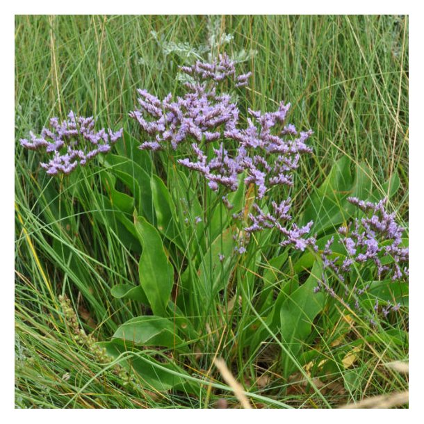 Limonium vulgare. <br/>T�tblomstret hindeb�ger