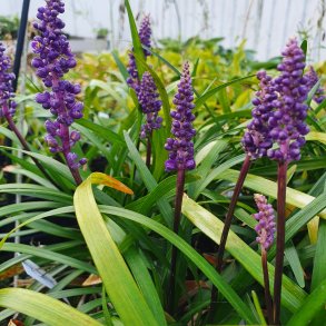 Liriope muscari 'Royal Purple'. <br/>Japansk skilla