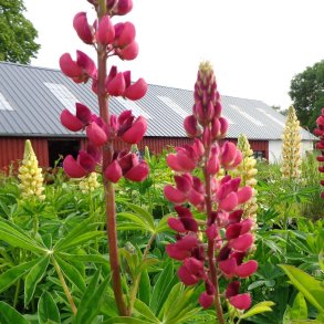 Lupinus 'My Castle'. <br/>Lupin