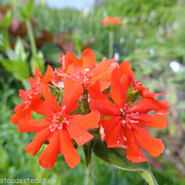 Silene chalcedonica. <br/>Brndende krlighed