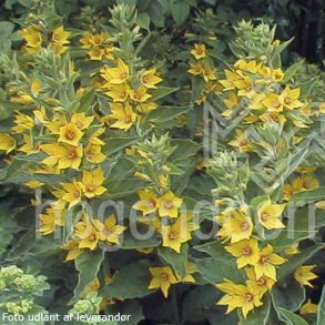 Lysimachia punctata. <br/>Fredl�s