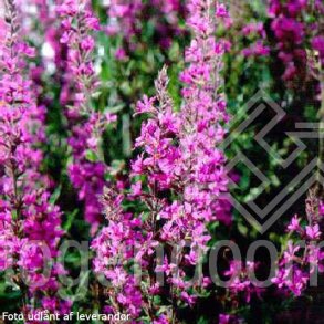 Lythrum salicaria. <br/>Kattehale