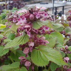 Lamium orvala. <br/>Kmpe dvnlde
