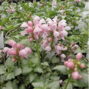 Lamium maculatum 'Pink Pewter'. <br/>Tvetand