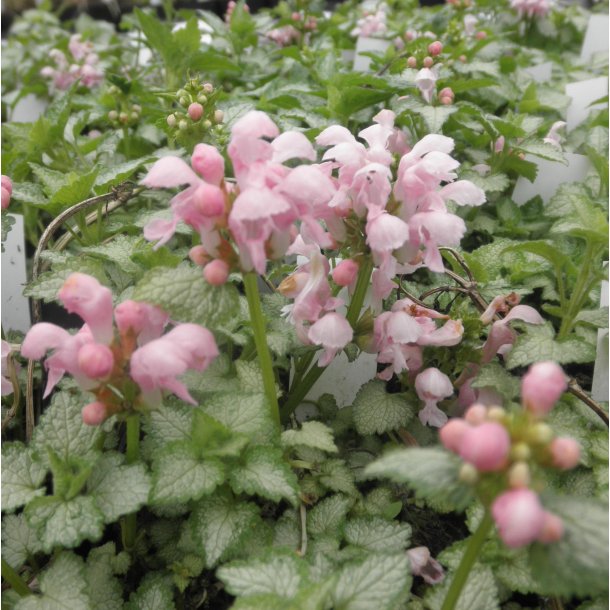 Lamium maculatum 'Pink Pewter'. <br/>Tvetand