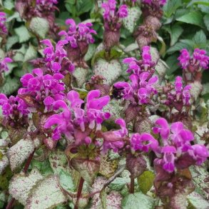 Lamium maculatum 'Purple Dragon'. <br/>Tvetand