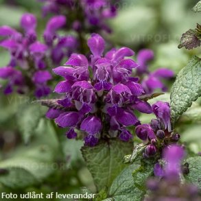 Lamium maculatum 'Purple Dragon'. <br/>Tvetand