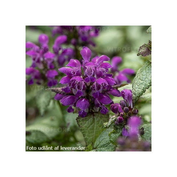 Lamium maculatum 'Purple Dragon'. <br/>Tvetand