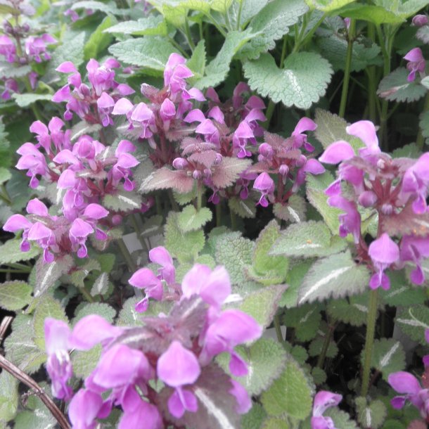 Lamium maculatum 'Roseum'. <br/>Tvetand