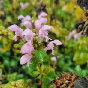 Lamium maculatum 'Shell Pink'. <br/>Tvetand