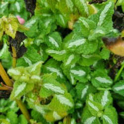 Lamium maculatum 'Shell Pink'. <br/>Tvetand