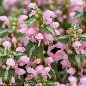 Lamium maculatum 'Shell Pink'. <br/>Tvetand